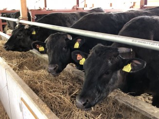 黒毛和種の雌牛を飼養