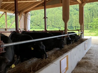 自然豊かな環境で、ストレスなく大きく飼養しています