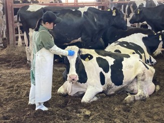 牧場ではホルスタインを飼養管理