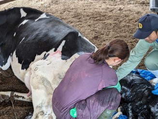 人と同じで牛さんも赤ちゃんを生むことで生乳を生産。