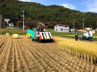 地域の稲作農家様と連携し、飼料となる稲WCSを生産