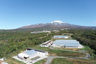 鳥海山の麓で、主に和牛の子牛を飼養しています