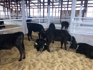 生後50日齢前後になると哺育舎で群飼いに移行。ロボットで哺乳