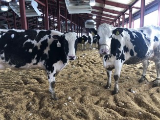 鳥海高原デーリィファームは、乳牛を飼養する酪農牧場