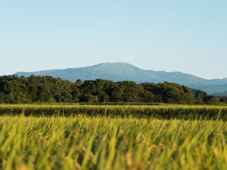 庄内平野